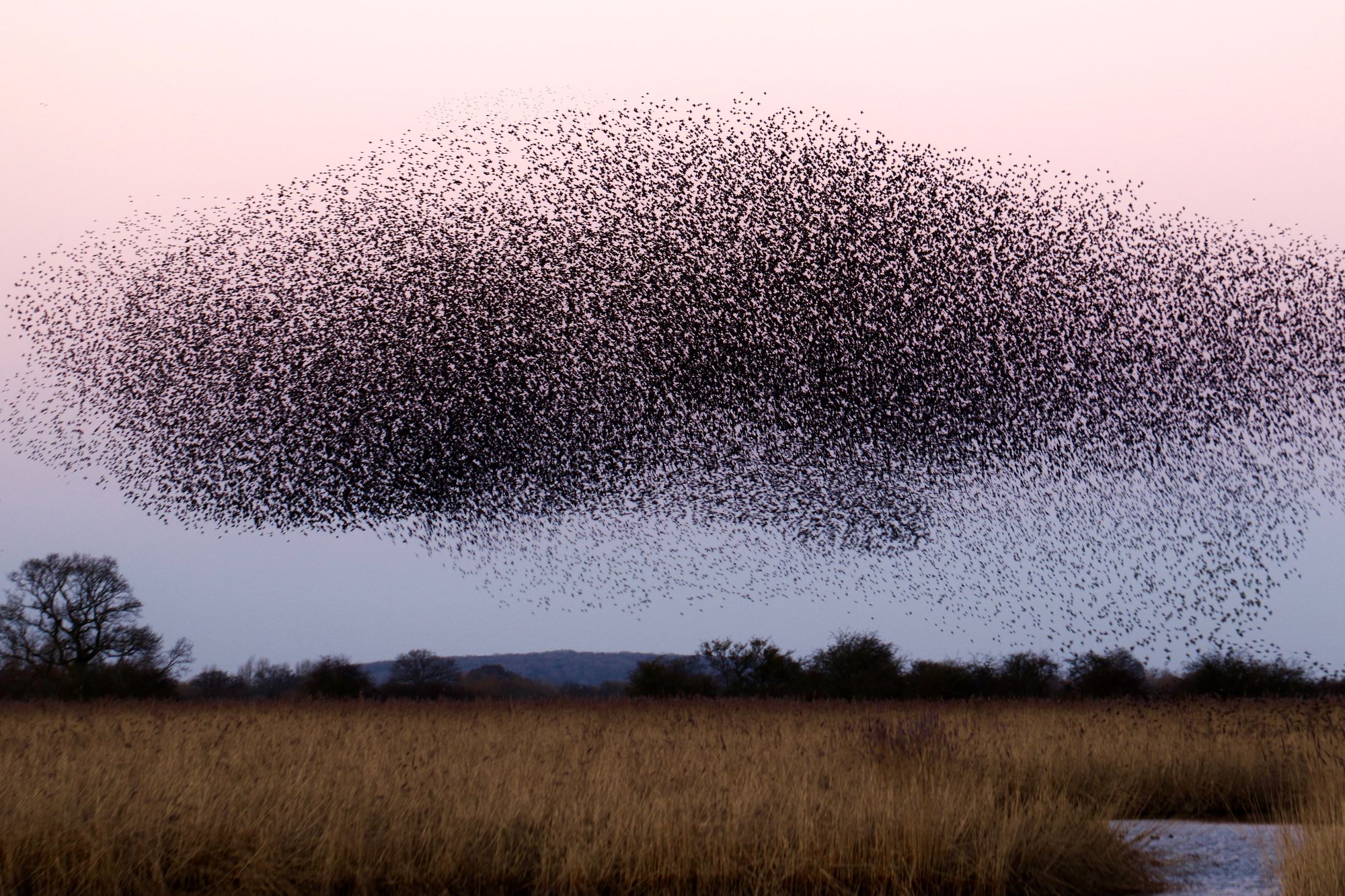 A flock of birds swarming together above a meadow
