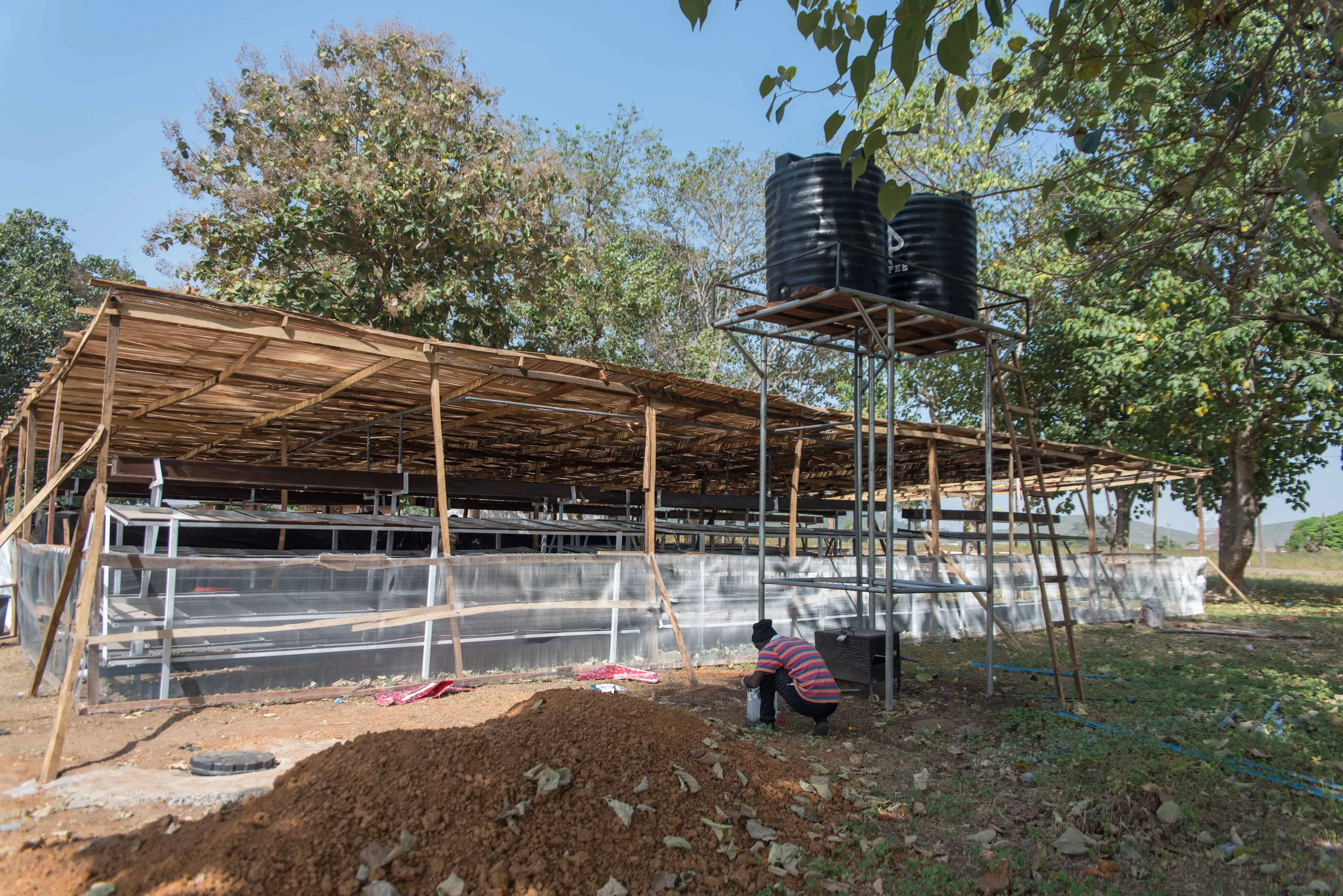 Testing the production of hydroponic fodder for cattle