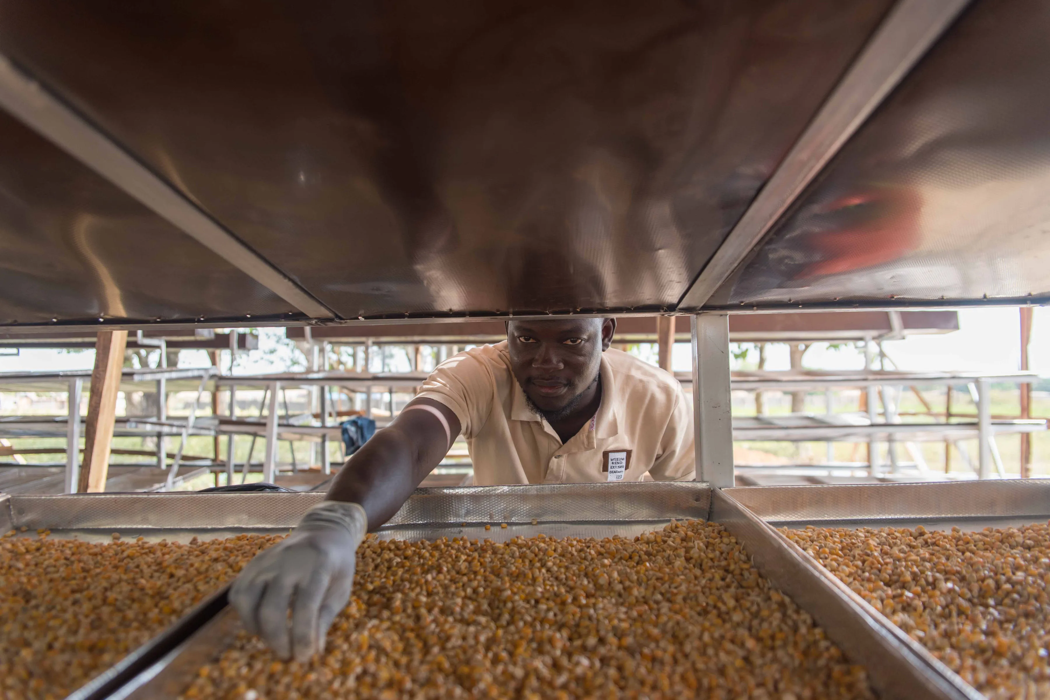 Testing the production of hydroponic fodder for cattle