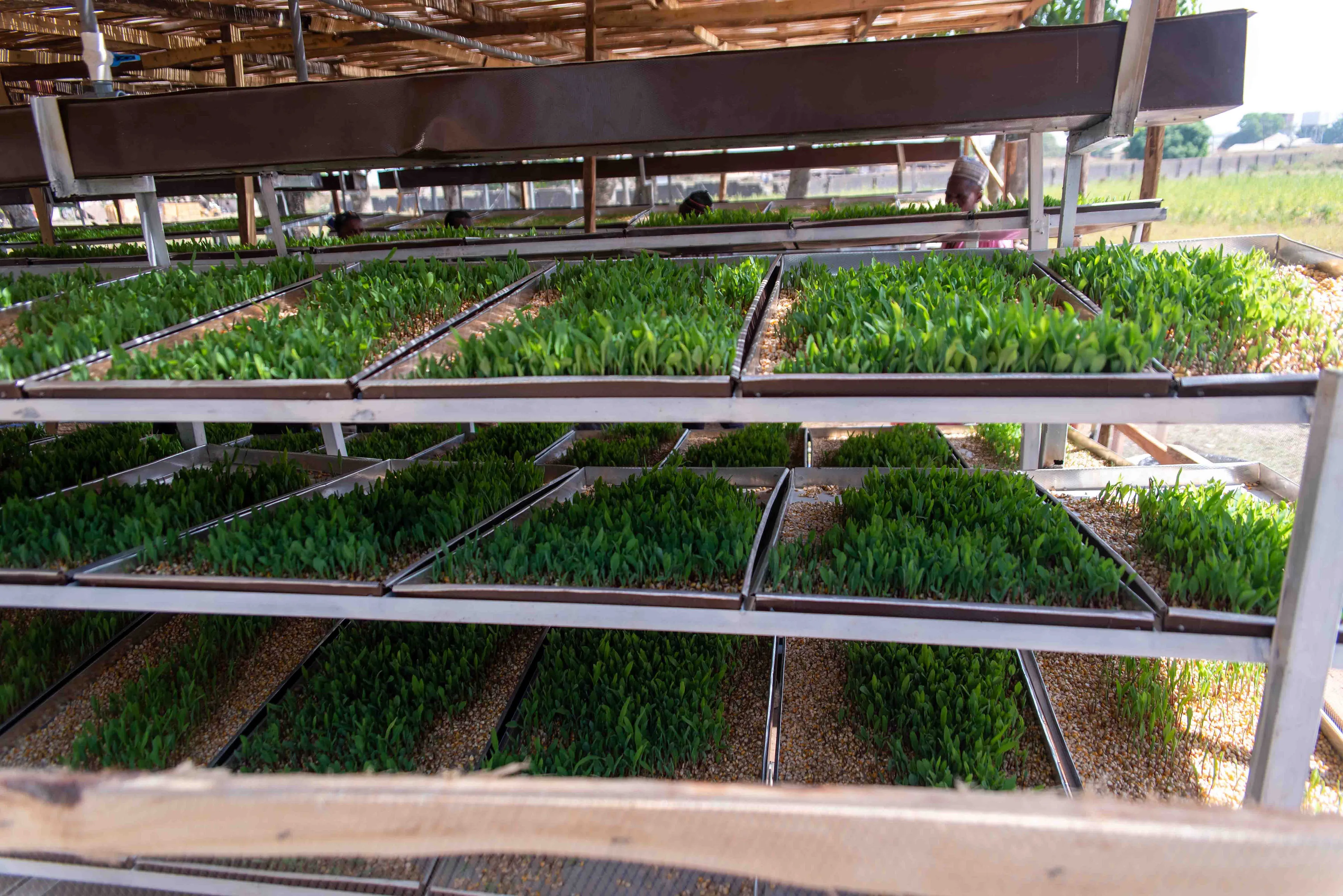 Testing the production of hydroponic fodder for cattle