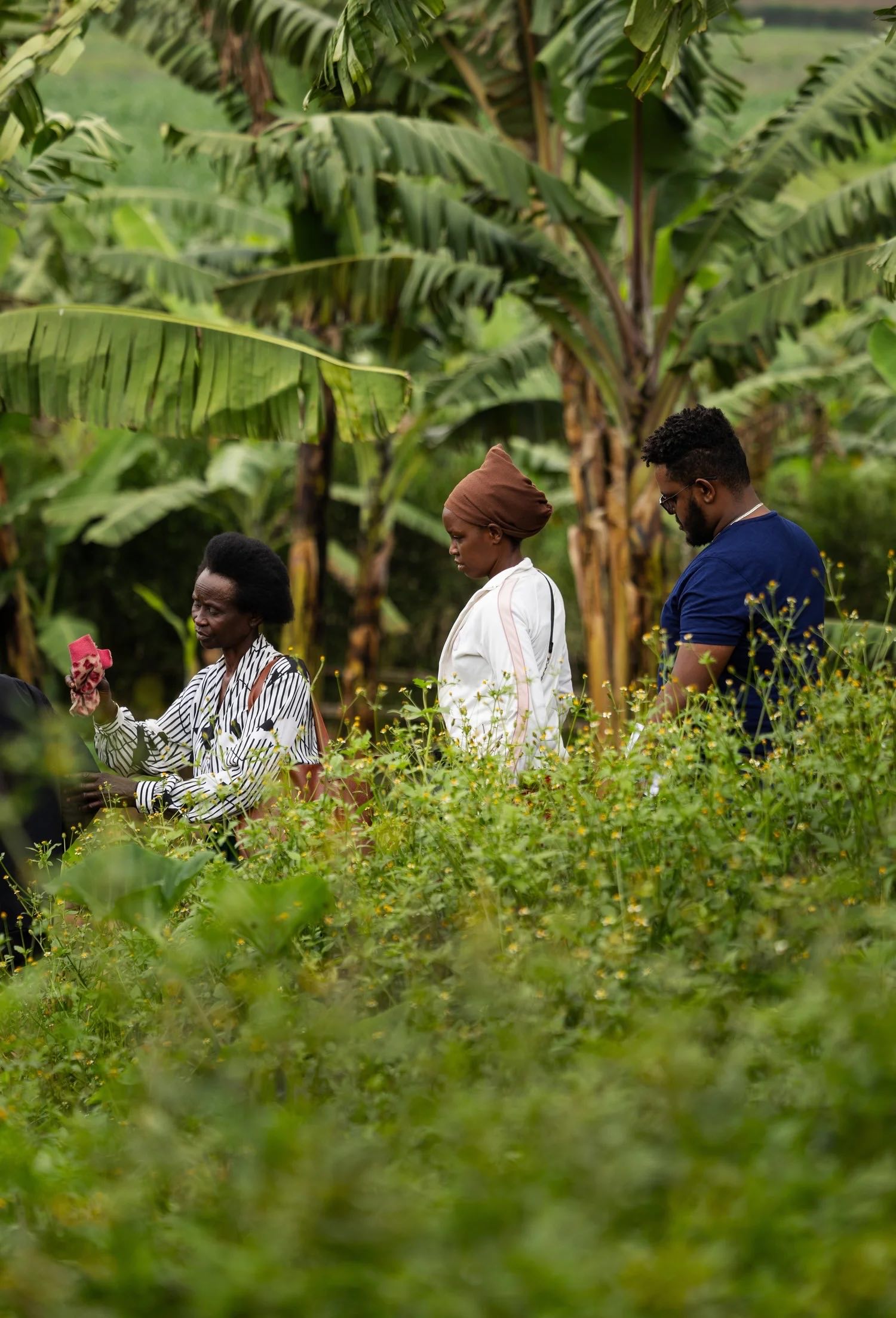 Three people walking through a lush banana grove on a Brink programme