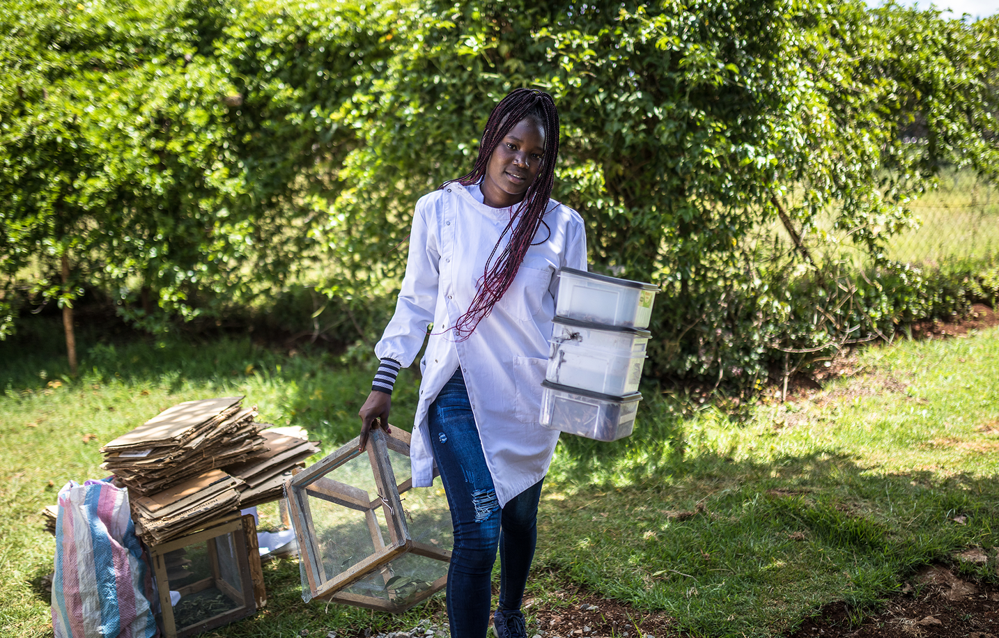 Violet Ochieng carrying crates of locusts at the CABI research facility